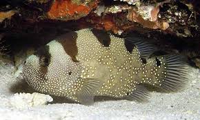 Clown Grouper Pogonoperca punctata - Fish