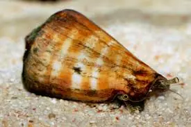 Tiger Sand Snail - Conomurex luhuanua