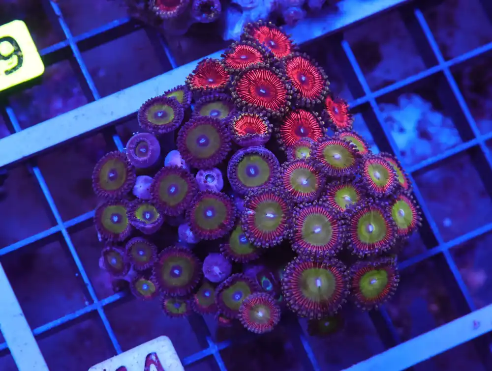 X44 – INDO ULTRA COMBO ZOA CULTURED - Saltwater