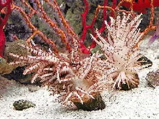 Christmas Tree Coral – Studeriotes sp. - Corals