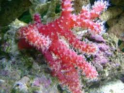 Chili Cactus Coral – Nephthyigorgia sp. w/ Scleractinia - Corals