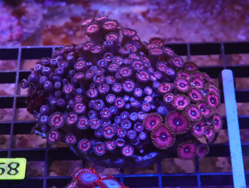 X68 – INDO PINK PASSION ZOA - Saltwater
