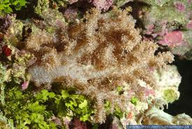 Lemnalia Soft Coral; Colored – Lemnalia sp. w/ Scleractinia - Corals