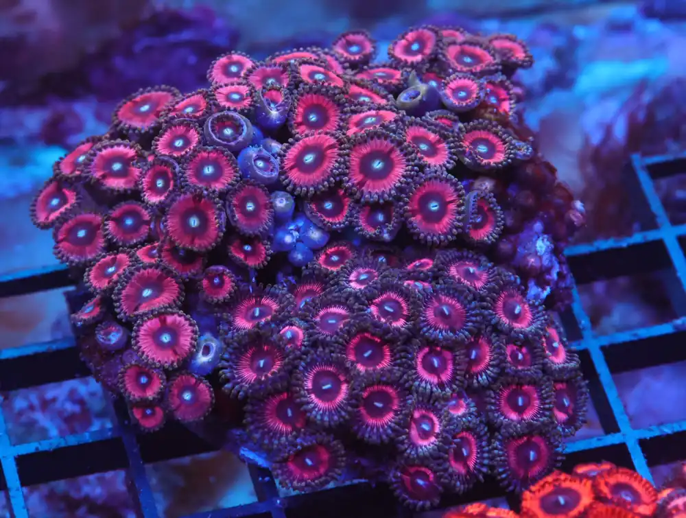 X105 – INDO PINK PASSION ZOA - Saltwater