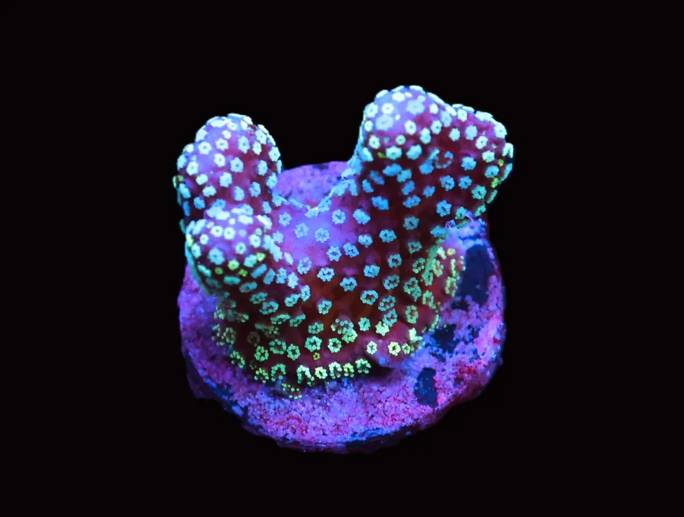 C339 – ALMOST WYSIWYG – MIDNIGHT SKY STYLOPHORA - Saltwater