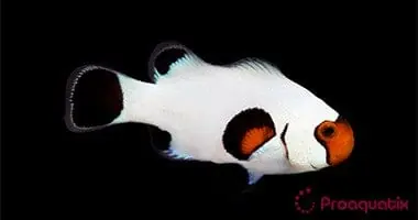 Snowflake; Wyoming White Clownfish; Captive Bred. - Amphiprion ocellaris (Snowflake)