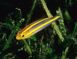 Yellow Line Snapper – Pentapodus nemurus - Fish