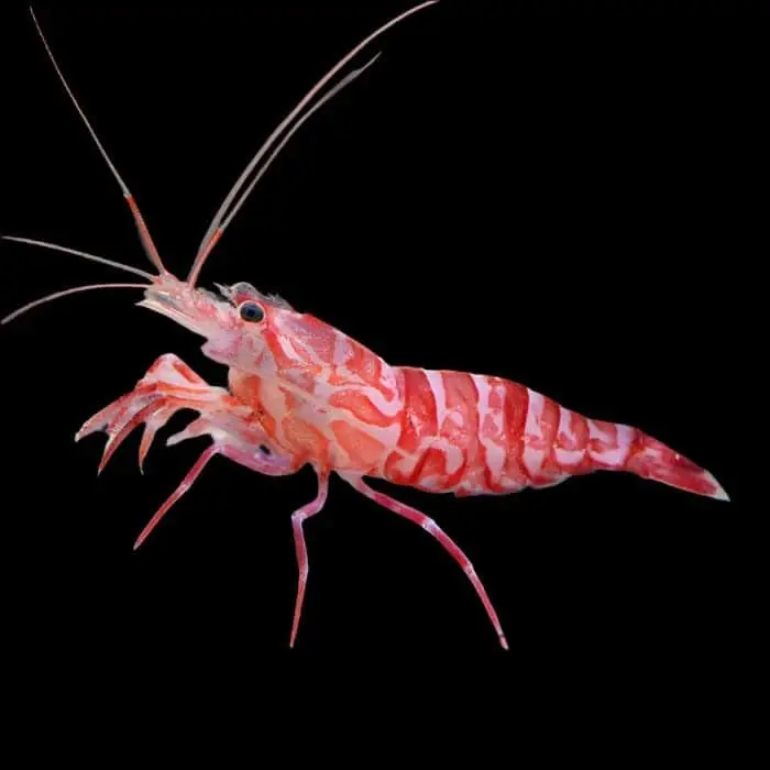 Kuekenthals Cleaner shrimp (aiptasia eater) – Lysmata kuekenthali - Invertebrates