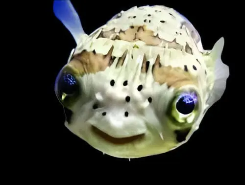 Porcupine Puffer Diodon holocanthus - Fish