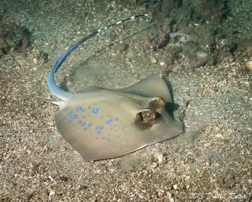Blue Spot Stingray; Diamond – Neotrygon kuhlii - Fish