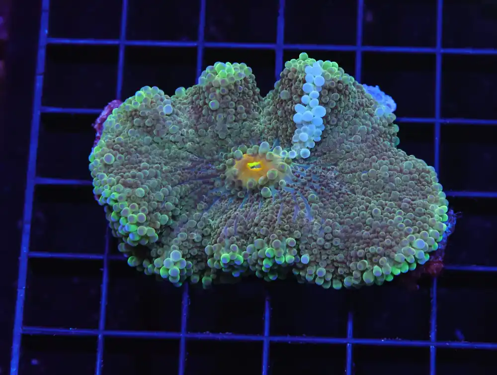 H80 – METALLIC EDGE RICORDEA LG - Saltwater