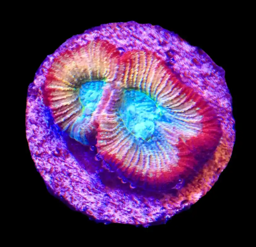 Rainbow Favia: Turquoise; Cultured - Favia sp.