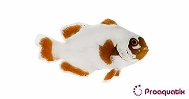 Maroon Clownfish Gold Nugget Captive Bred Premnas biaculeatus