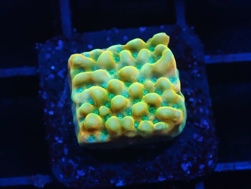 C344 – ALMOST WYSIWYG – JF BEACH BUM MONTIPORA - Saltwater