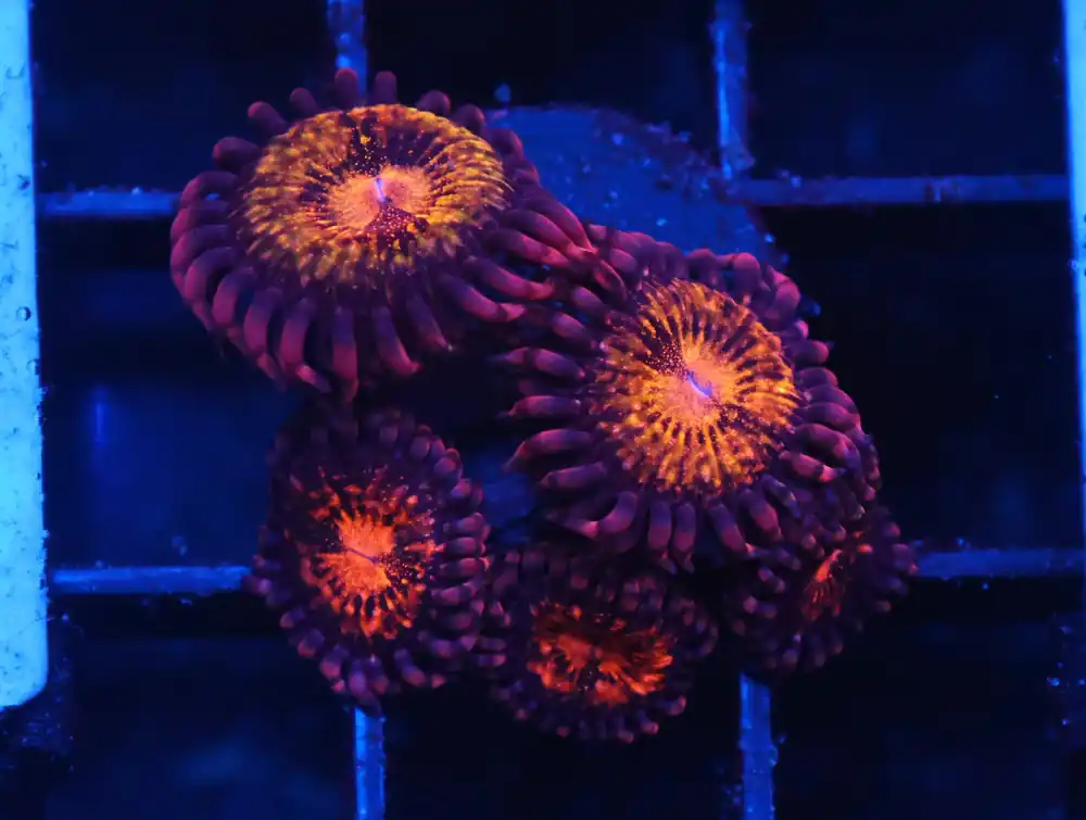 C361 – ALMOST WYSIWYG – SDC PANDORA ZOA/PALY - Saltwater