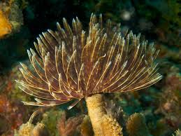 Feather Duster – Sabellastarte sp. - Invertebrates