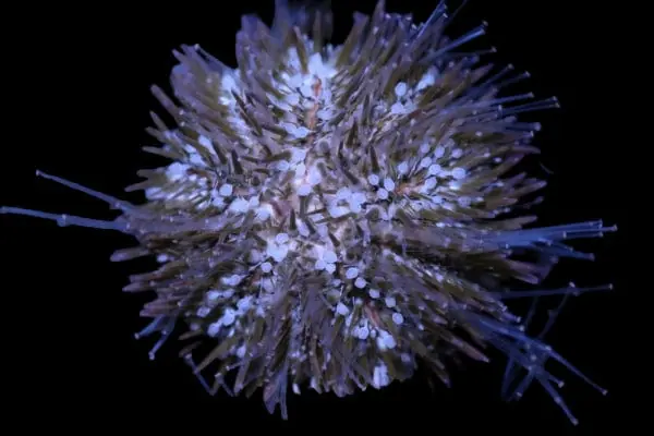 Pin Cushion Urchin; Atl. - Tripneustes variegatus