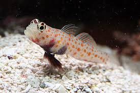 Orange Spotted Prawn Goby Amblyeleotris guttata - Fish