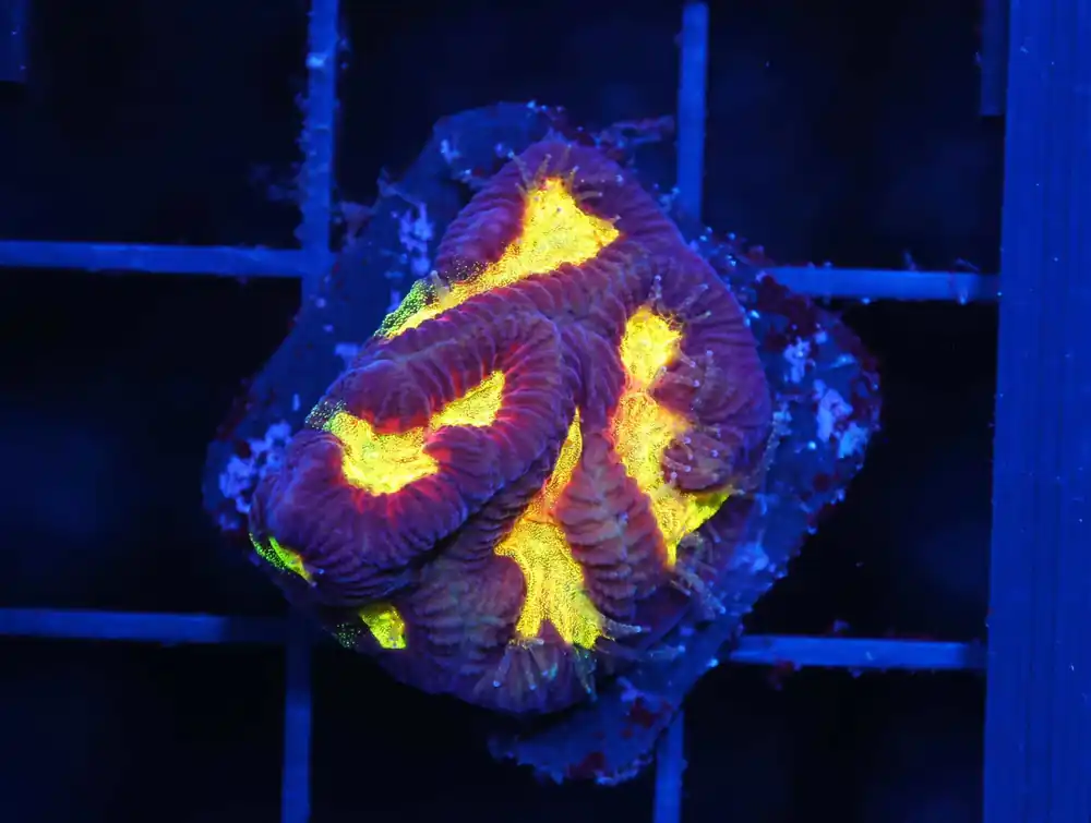 C224 – ALMOST WYSIWYG – SDC KUNG PAO MONTIPORA - Saltwater