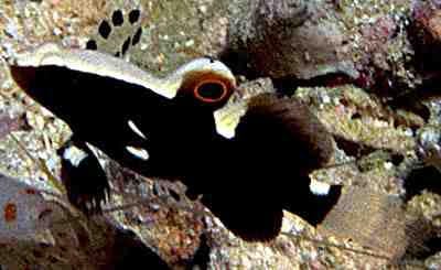 White Cap Goby Lotilia graciliosa - Fish