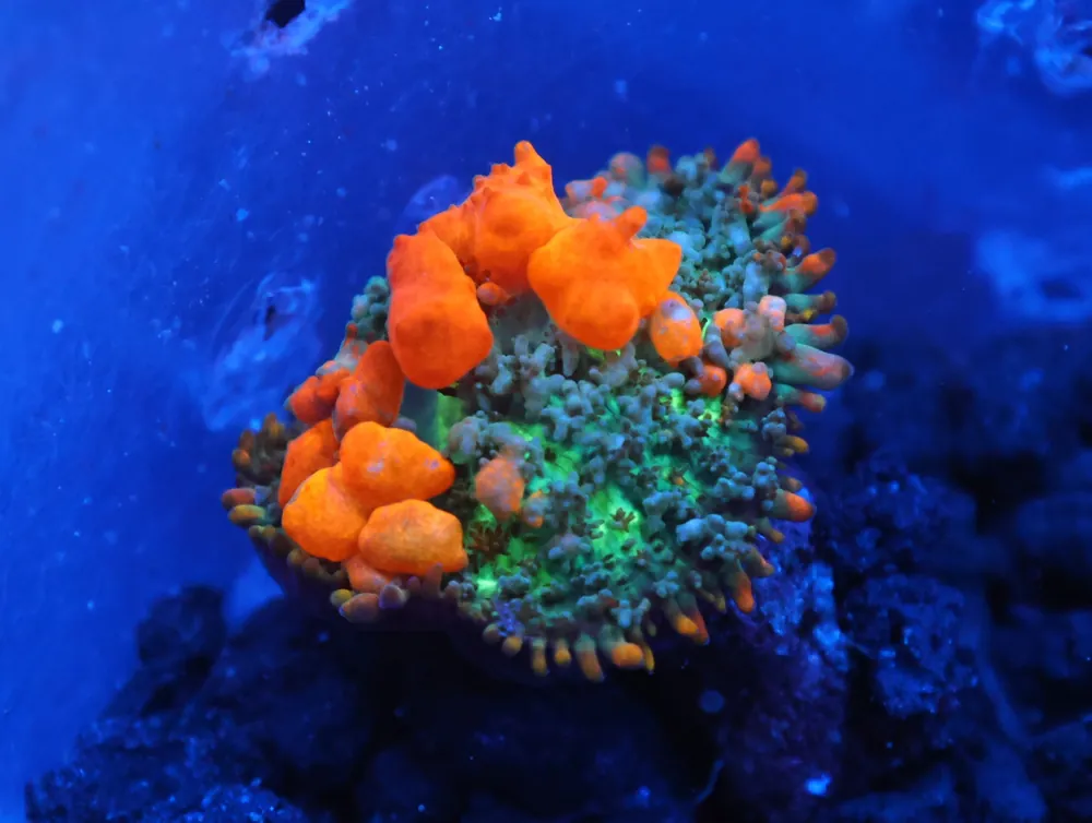 C126 – WWC SUNKIST BOUNCE RHODACTIS - Saltwater