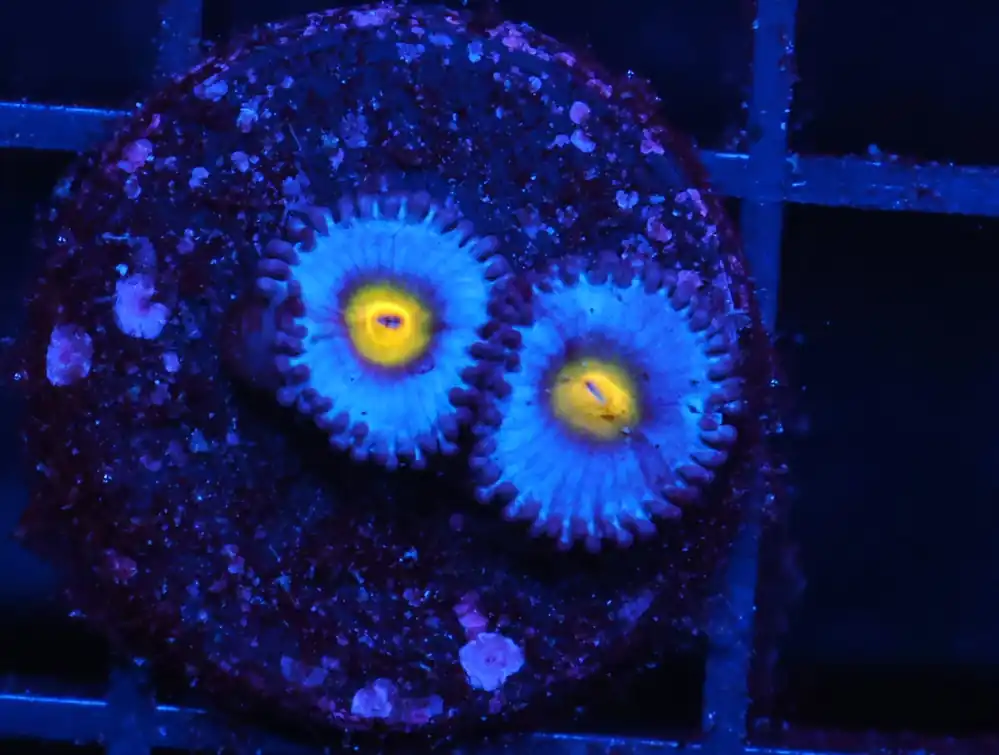 C364 – ALMOST WYSIWYG – SDC AOI ZOA/PALY - Saltwater