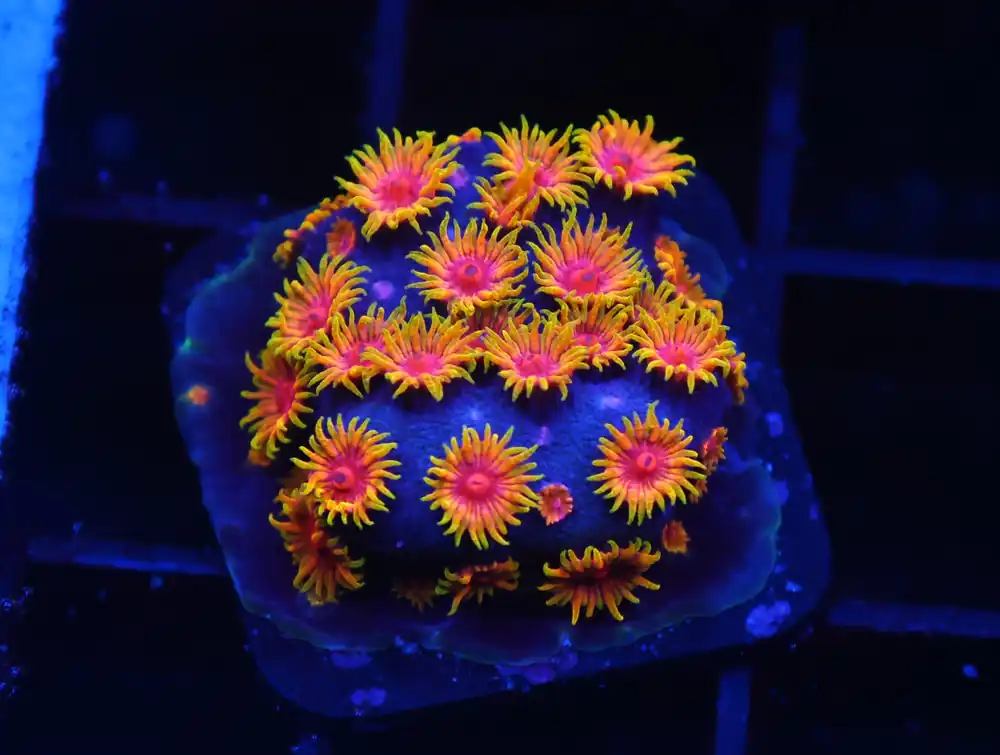 C315 – SDC BIZZARO CYPHASTREA - Saltwater