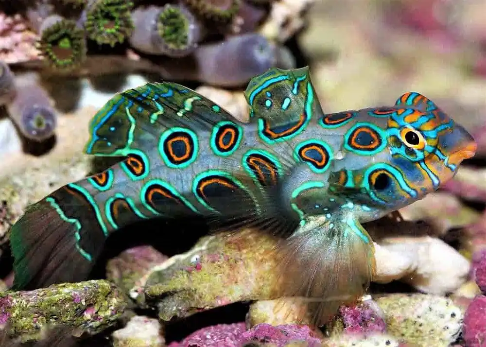 Yellow Target Mandarin Goby Synchiropus picturatus - Fish