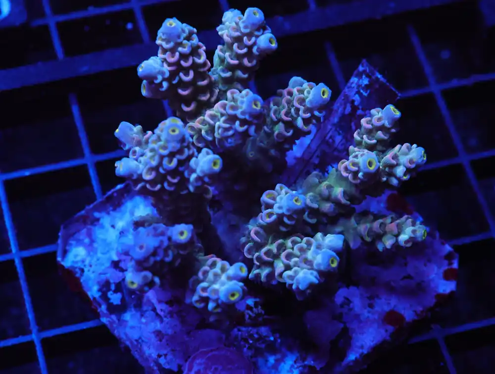E114 – INDO ACRO PREMIUM TENUIS CULTURED - Saltwater