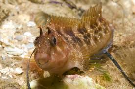 Horned Blenny Atlantic Paraclinus marmoratus - Fish