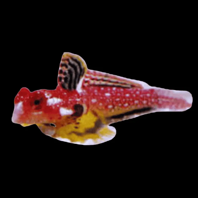 Ruby Red Dragonette – Synchiropus sycorax - Fish