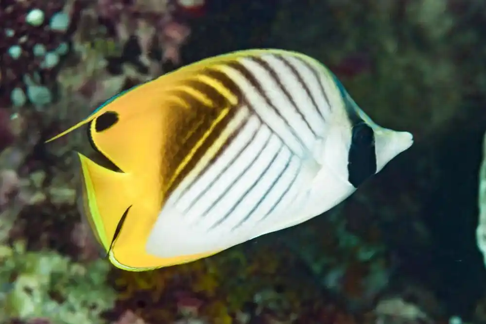 Auriga (Threadfin) Butterfly - Chaetodon auriga