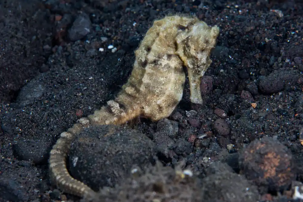 Kuda Seahorse Hippocampus kuda - Fish