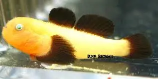 Panda Goby Paragobius lacunicolus - Fish