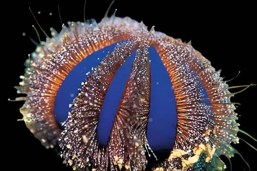 Royal Urchin; Color – Mespilia globulus - Invertebrates