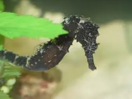 Tank-Raised Tiger Tail Seahorse Hippocampus comes