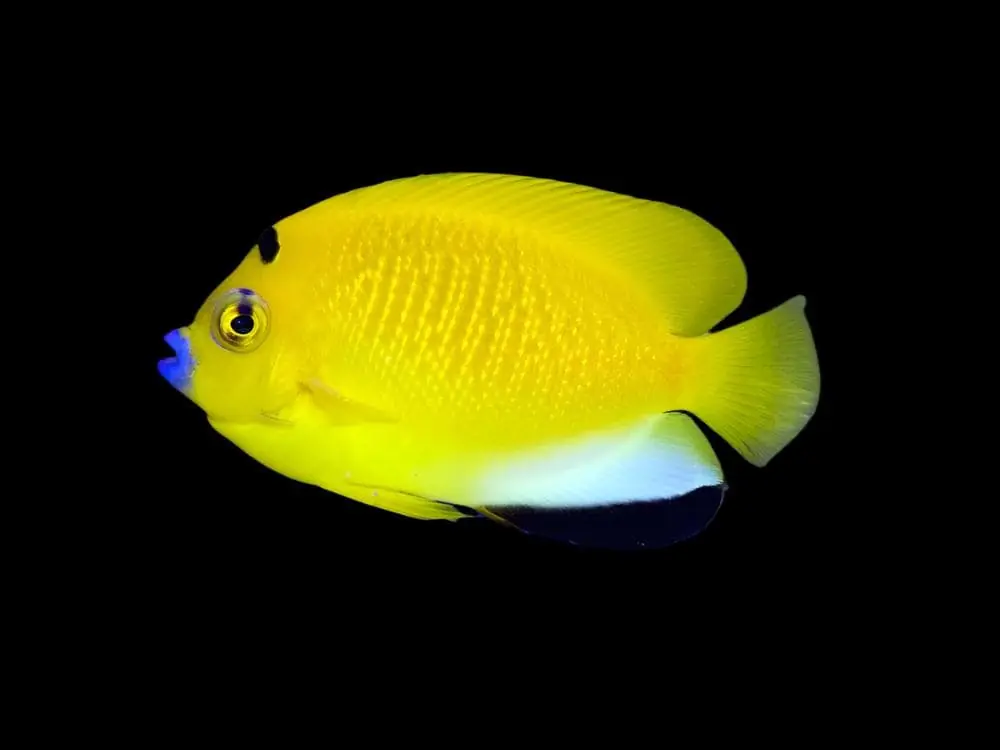 Flagfin Angel - Apolemichthys trimaculatus