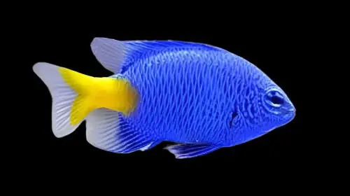Yellowtail Blue Damsel Chrysiptera sp - Fish