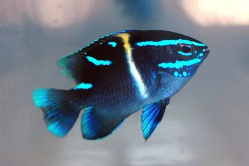 Neon Velvet Damsel Paraglyphidodon oxyodon - Fish
