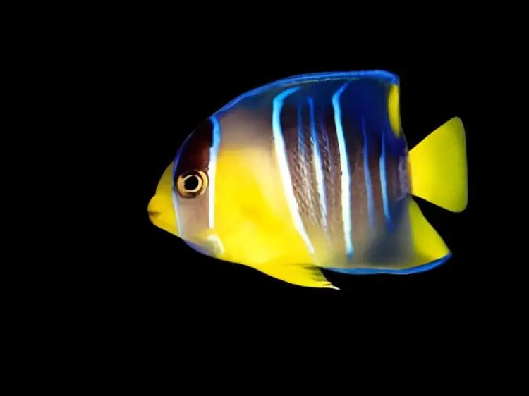 Blue Angelfish; Juv.; Atl. - Holacanthus bermudensis