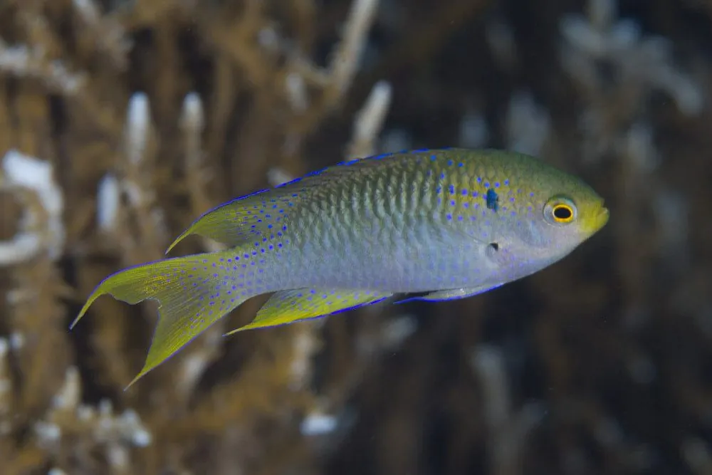 Coral Damsel Neopomacentrus nemurus - Fish
