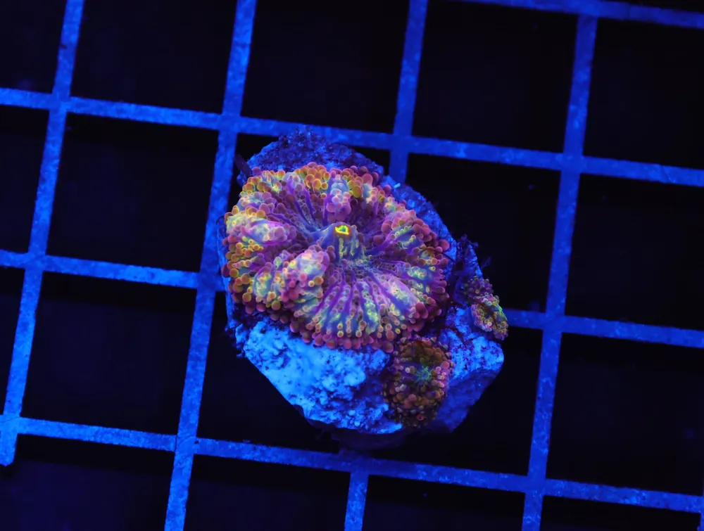 B106 – RAINBOW CONFETTI RICORDEA MUSHROOM - Furnace B : Amazing variety of awesome corals every week!