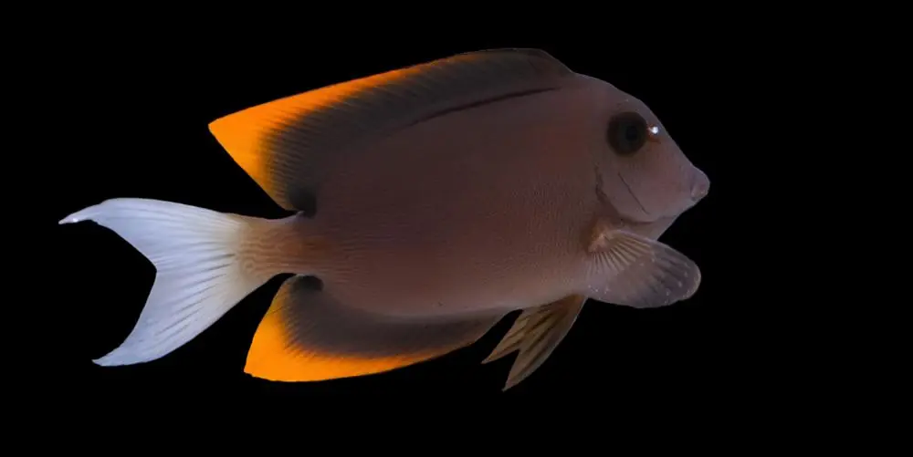 Flame Fin (Tomini) Tang - Ctenochaetus tominiensis