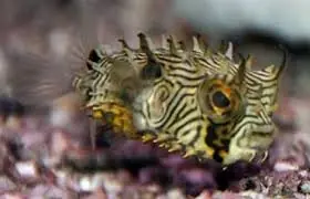 Atlantic Spiny Box Puffer Fish Chilomycterus schoepfi