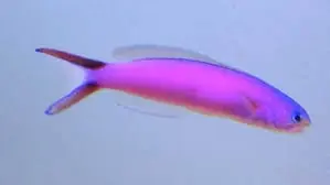 Purple Tilefish – Hoplolatilus purpureus