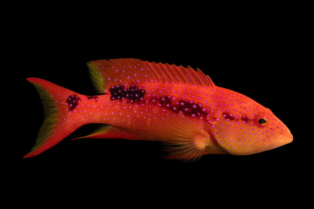 Louti Cherry Grouper Variola louti - Fish