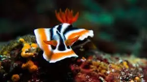 Tricolor Sea Slug – Chromodoris bullocki - Invertebrates