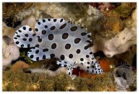 Panther Grouper Cromileptes altivelis - Fish