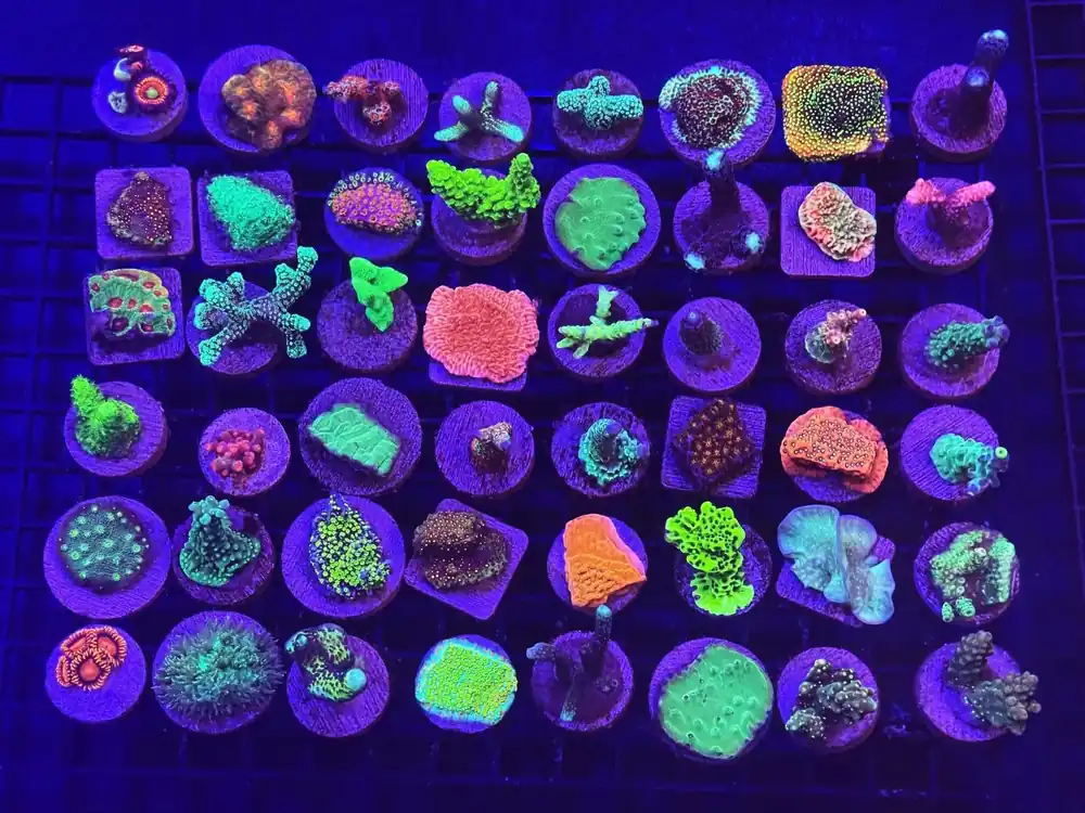 Cultured Coral Frag Pack - Assorted Corals