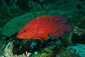 Miniatus Grouper Cephalopholis miniata - Fish